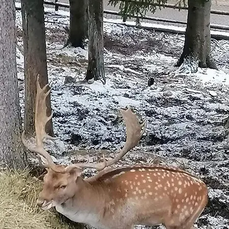 Apartamento Vlasicka Prica Eko Fis Vlašić
