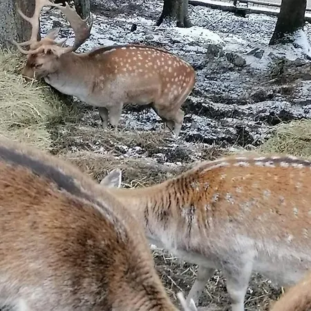 Vlasicka Prica Eko Fis Apartamento