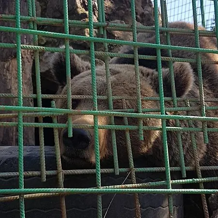 Vlasicka Prica Eko Fis *