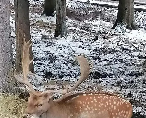 アパート Vlasicka Prica Eko Fis ヴラシチ