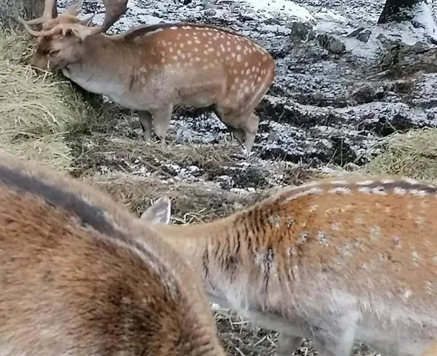 Vlasicka Prica Eko Fis アパート